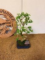 Bonsaï Troène (Ligustrum) - Hauteur (arbre) : 34 cm -