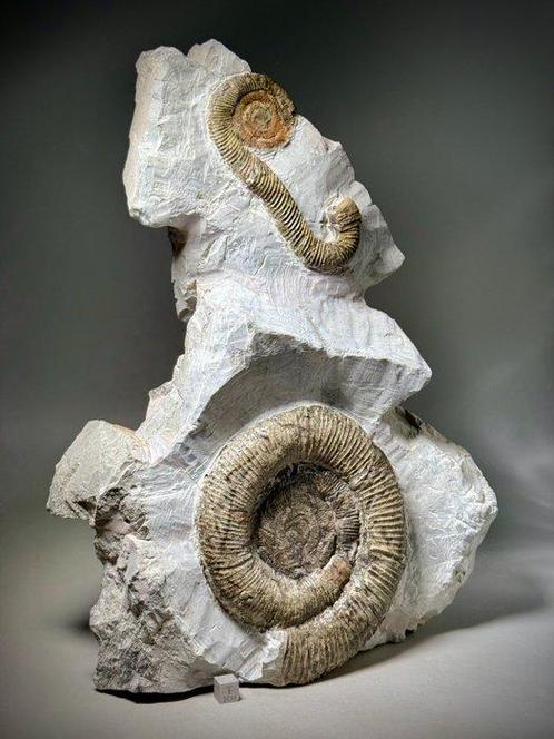 Verbluffende heteromorfe ammoniet-dimorfisme-associatie,, Verzamelen, Mineralen en Fossielen