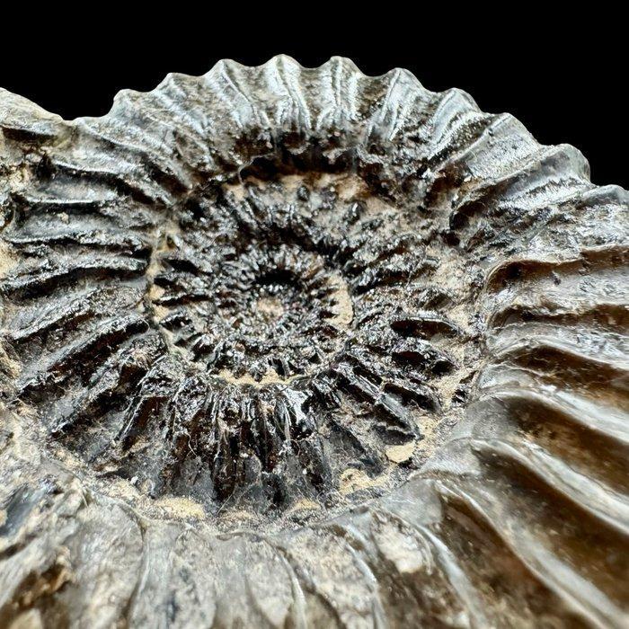 Ammoniet - Gefossiliseerde schelp - Pleuroceras (Yorkshire), Verzamelen, Mineralen en Fossielen