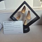 Dinosaurus Tand - Mosasaurus - 11 cm - 5 cm - 11 cm - (4), Nieuw