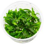 Cryptocoryne pygmaea, Verzenden, Nieuw