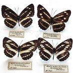 4 Vlinders Taxidermie volledige montage - Neptis Mandina