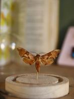 Vlinder Taxidermie volledige montage - Magnifique Mimas, Collections