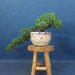 Bonsaï Genévrier (Juniperus) - Hauteur (arbre) : 12 cm -