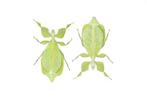 10 x insectes géants à feuilles, qualité A1 Support de corps, Collections, Collections Animaux