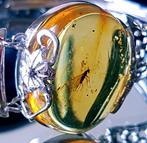 Zeldzame zilveren armband met Baltisch amber fossiele