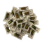 10 mannelijke zaagtandkevers Taxidermie volledige montage -, Antiek en Kunst