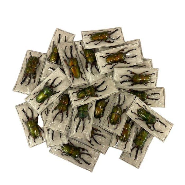 10 mannelijke zaagtandkevers Taxidermie volledige montage -, Antiek en Kunst, Curiosa en Brocante