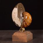 Valse Nautilus op decoratieve voet. - Gefossiliseerde schelp, Verzamelen, Nieuw