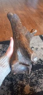 Wolharige neushoorn Bot - Coelodonta antiquitatis - 35 cm -, Collections