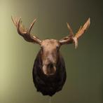 Élan Support de corps entier pour taxidermie - Alces alces -, Verzamelen, Nieuw