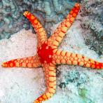 Fromia Nodosa (Elegant sea star), Dieren en Toebehoren, Vogels | Parkieten en Papegaaien