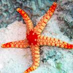 Fromia Nodosa (Elegant sea star), Animaux & Accessoires, Oiseaux | Perruches & Perroquets