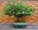 Bonsaï Charme (Carpinus) - Hauteur (arbre) : 60 cm -