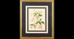 Set di 4 Quadri Botanici - Stampe a Colori - XX Secolo -