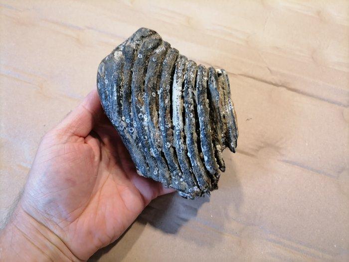 Wolharige mammoet - Fossiele kies - Mammuthus primigenius, Verzamelen, Mineralen en Fossielen