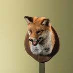 Vos Taxidermie Opgezette Dieren By Max, Verzamelen, Ophalen of Verzenden, Nieuw, Wild dier, Opgezet dier