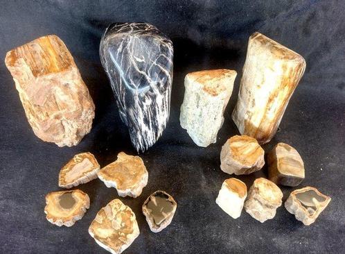 bois pétrifié belle collection de 14 pièces- 7.9 kg - (14), Verzamelen, Mineralen en Fossielen