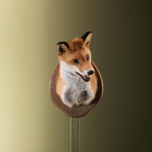 Vos Taxidermie Opgezette Dieren By Max, Verzamelen, Dierenverzamelingen, Opgezet dier, Nieuw, Wild dier, Ophalen of Verzenden