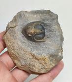 Animal fossilisé - Linda Trilobite Diademaproetus Praecursor