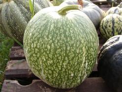 Vijgen bladpompoen  Boule de Siam. Cuc Fi