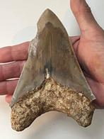 Grote Megalodon tand 14,0 cm - Fossiele tand - Carcharocles, Verzamelen, Mineralen en Fossielen