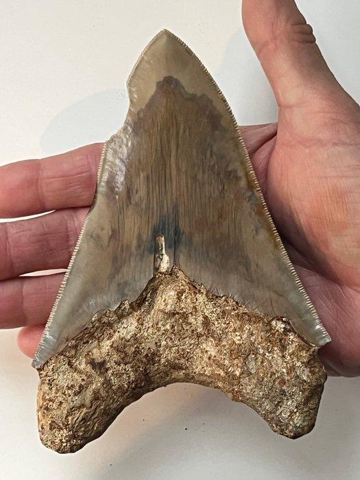Grote Megalodon tand 14,0 cm - Fossiele tand - Carcharocles, Verzamelen, Mineralen en Fossielen