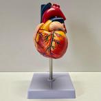 Anatomisch model - Composiet, Menselijk Hart - Tweede helft