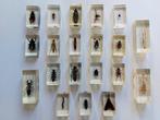 Themacollectie - Collectie insecten in resinblokken - RBA, Antiquités & Art