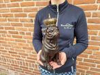 Beeld, Crowned Bulldog - 29 cm - Hars