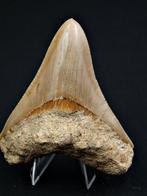 Megalodon - Fossiele tand - Otodus Megalodon, Verzamelen, Mineralen en Fossielen