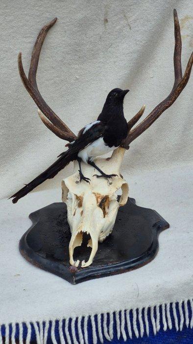 Pie - Cerf élaphe Taxidermie wandmontage - Pica Pica -, Verzamelen, Dierenverzamelingen