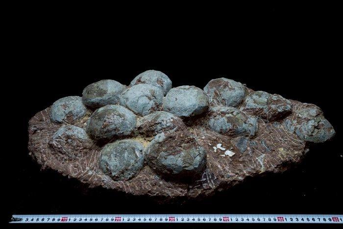 Dinosaurus - Gefossiliseerd ei - Hadrosaurus or, Verzamelen, Mineralen en Fossielen