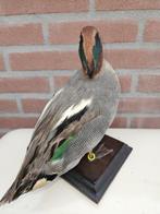 Wintertaling Taxidermie volledige montage - Anas crecca - 23, Verzamelen, Nieuw