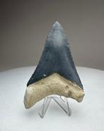 Megalodon - Fossiele tand - 6.5 cm - 4.5 cm, Verzamelen
