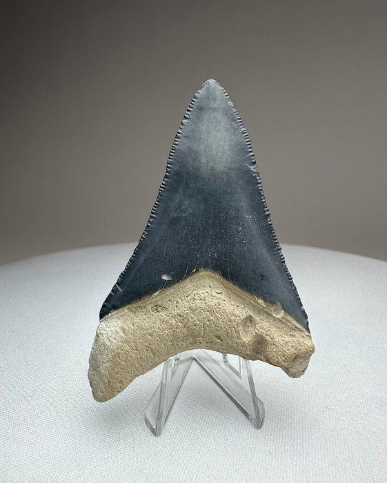 Megalodon - Fossiele tand - 6.5 cm - 4.5 cm, Verzamelen, Mineralen en Fossielen