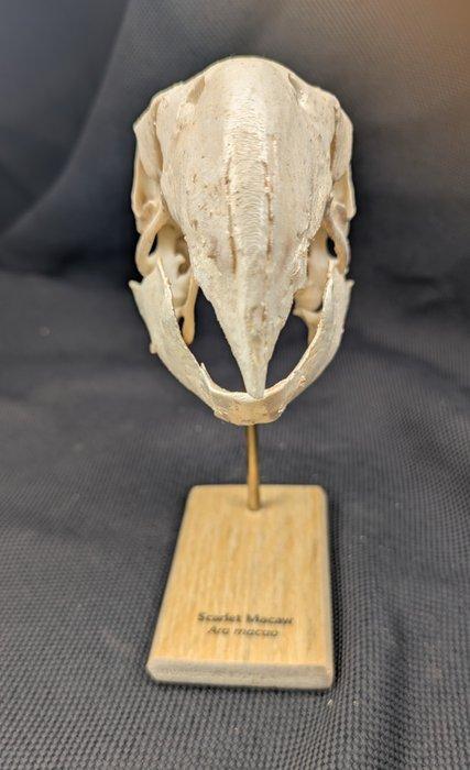 scharlakenara Schedel - (Ara macao) - Museum Grade Replica -, Antiek en Kunst, Curiosa en Brocante