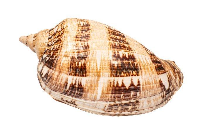 Zeldzame extreem grote walzenschnecke F+++ Taxidermie, Verzamelen, Dierenverzamelingen