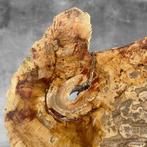 Wonderbaarlijke sliert versteend hout op een op maat