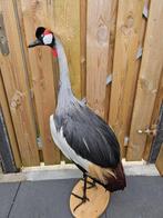 Grijze kroonkraanvogel Taxidermie volledige montage -, Nieuw