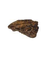 Triceratops Frill - Fossiel bot