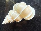 Escargot de mer Coquillage marin - Epitonium Scalare (Sans
