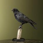Kraai Taxidermie Opgezette Dieren By Max, Verzamelen, Ophalen of Verzenden, Nieuw, Vogel, Opgezet dier
