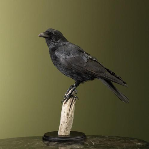 Kraai Taxidermie Opgezette Dieren By Max, Verzamelen, Dierenverzamelingen, Opgezet dier, Nieuw, Vogel, Ophalen of Verzenden