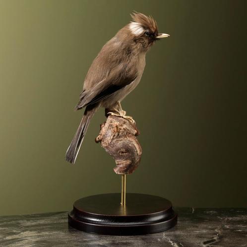 Diadeemmeestimalia Taxidermie Opgezette Dieren By Max, Collections, Collections Animaux, Enlèvement ou Envoi