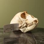 Huzaaraap Schedel Taxidermie Opgezette Dieren By Max, Ophalen of Verzenden, Nieuw, Wild dier, Opgezet dier