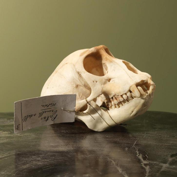 Huzaaraap Schedel Taxidermie Opgezette Dieren By Max, Collections, Collections Animaux, Enlèvement ou Envoi