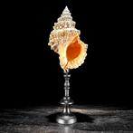 Une paire de coquilles marines - Coquille de grenouille à