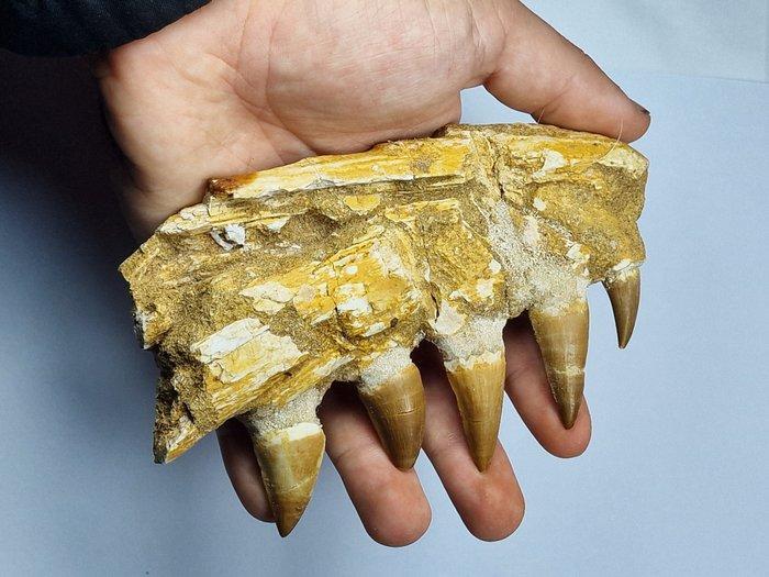 Mosasaurus - Fossiele tand - 14 cm, Verzamelen, Mineralen en Fossielen