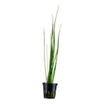 Vallisneria nana pot, Verzenden, Nieuw